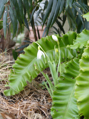 2022-02-10 Galanthus 'Norfolk Blonde'.jpg