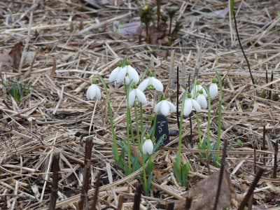 2022-02-10 Galanthus 'Mrs Backhouse Nr. 12''.jpg