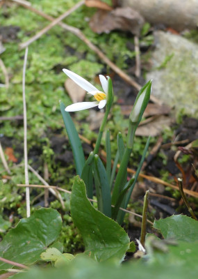 2022-02-10 Galanthus 'Orange Star'.jpg