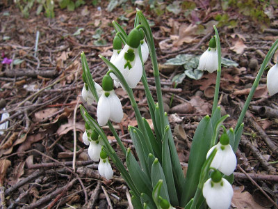 IMG_5323_Galanthus_no_name_10Febr2022_.jpg