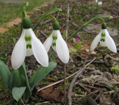 IMG_5250_Galanthus_Norna_10Febr2022_.jpg