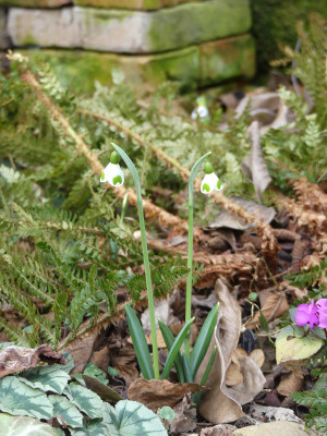 2022-02-10 Galanthus 'Bumblebee' 1.jpg