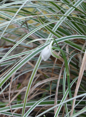 2022-02-13 Galanthus 'Finger in the Dyke'.jpg