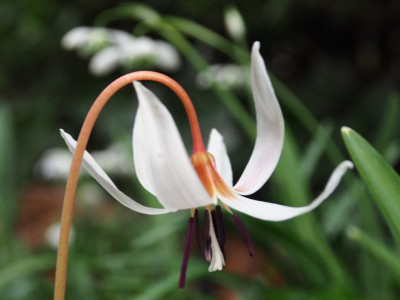 Hundszahn Erythronium dens-canis P2240121.JPG