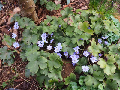 Hepatica transsilvanica Uebigau P2240129.JPG