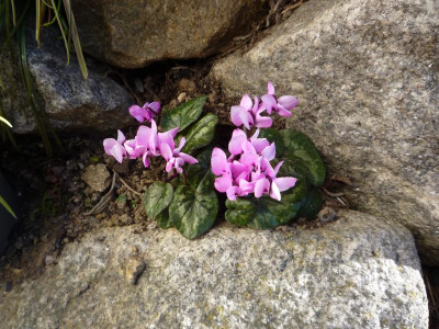 Cyclamen coum_11.03.2022.JPG