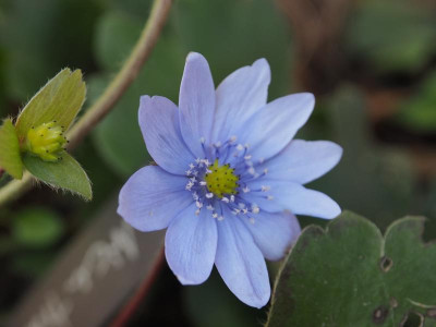 Hepatica transsilvanica Uebigau P3110172.JPG