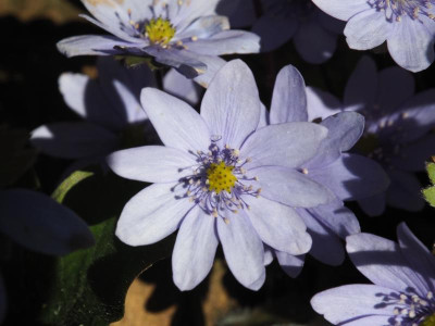 Hepatica transsilvanica Uebigau P3110174.JPG