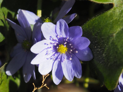 Hepatica transsilvanica Uebigau P3110175.JPG