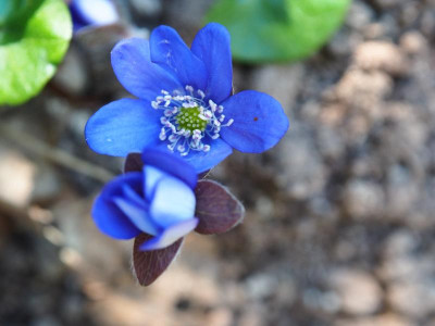 Hepatica nobilis Grandiflora Härtl P3110136.JPG