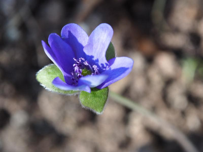 Hepatica nobilis blaue Staubbeutel Raschun P3110154.JPG