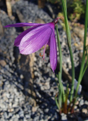 Olsynium douglasii.jpg