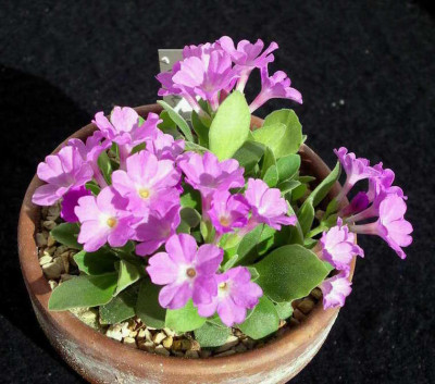 Primula_x_allionii_Clarence_Elliott_2008-03-30.JPG