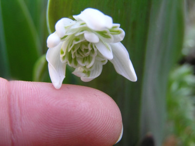 galanthus010408.jpg