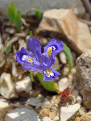 DSC_2699-Iris cristata_001.JPG