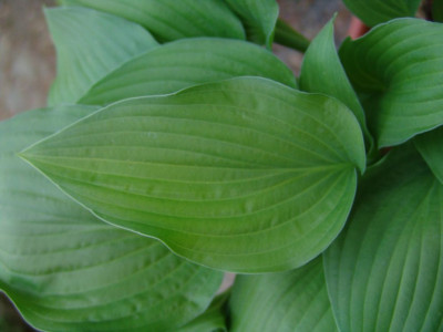 Hosta_Nr.6_-_Blatt.JPG