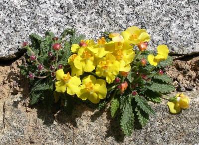 Verbascum acaule 24.04.22.JPG