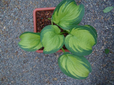 Hosta_Nr.1.JPG