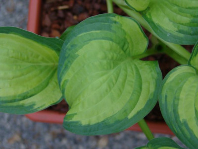 Hosta_Nr.1_-_Blatt.JPG