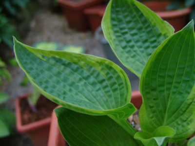 Hosta_Nr.2_-_Blatt.JPG