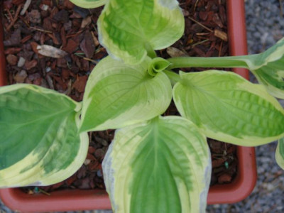 Hosta_Nr.3_-_Blatt.JPG