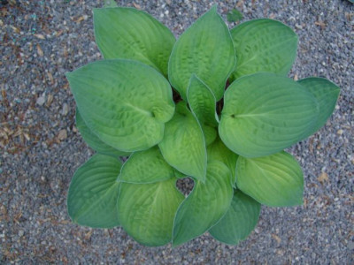 Hosta_Nr.4.JPG