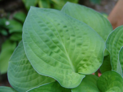 Hosta_Nr.4_-_Blatt.JPG