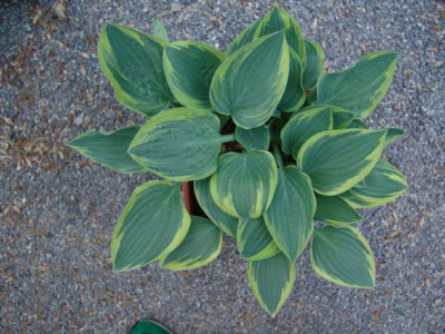 Hosta_Nr.5.JPG