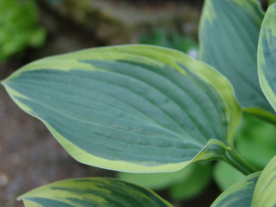 Hosta_Nr.5_-_Blatt.JPG