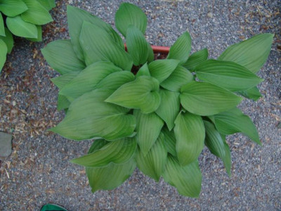 Hosta_Nr.6.JPG