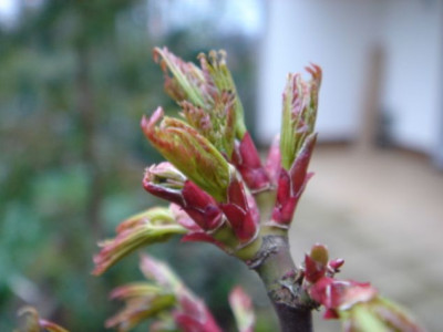 Acer_palmatum_Shishigashira.JPG