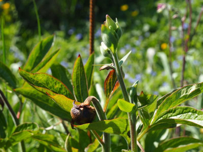 Paeonia Saunders Starlight erfroren P4280374.JPG