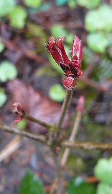 Acer_griseum_fars_2008.jpg