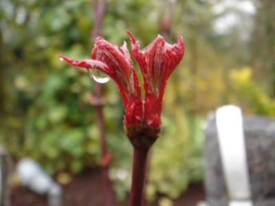 Acer_palmatum_Atropurpureum.JPG