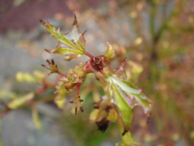 Acer_palmatum_Butterfly_1.JPG