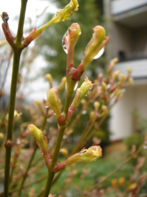 Acer_palmatum_Butterfly.JPG