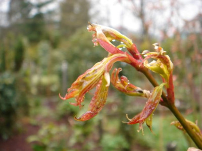 Acer_palmatum_Orange_Dream_1.JPG