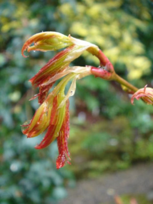 Acer_palmatum_Orange_Dream.JPG