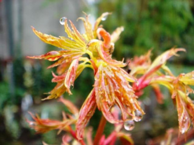 Acer_palmatum_Sangokaku_2.JPG