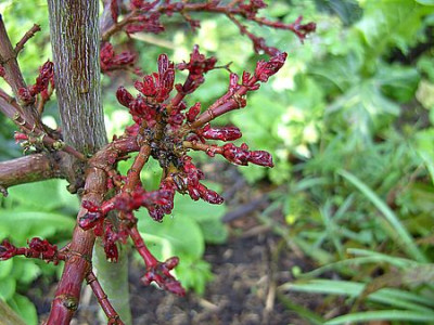 Acer_palmatum_Shaina_fars_2008.jpg