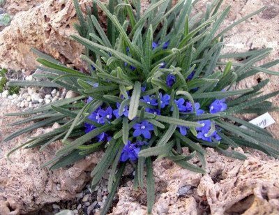 Anchusa cespitosa .JPG