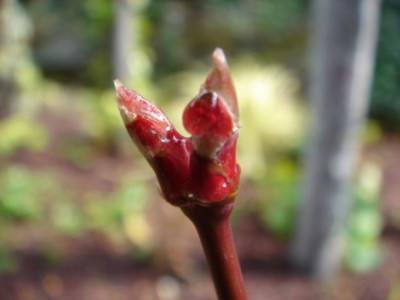 Acer_palmatum_Trompenburg.JPG