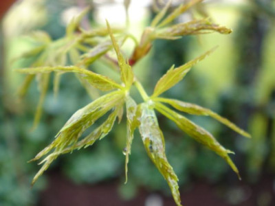 Acer_palmatum.JPG