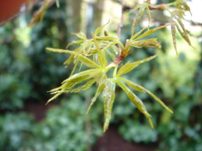 Acer_palmatum_1.JPG