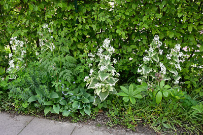 Lunaria-annua-Mai0422_002_00001.jpg