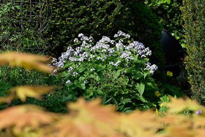 Lunaria-rediviva-Mai0722_015_00001.jpg