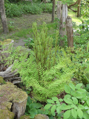 2022-05-13 Osmunda lancea.jpg