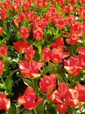 Tulpen_Rot.jpg