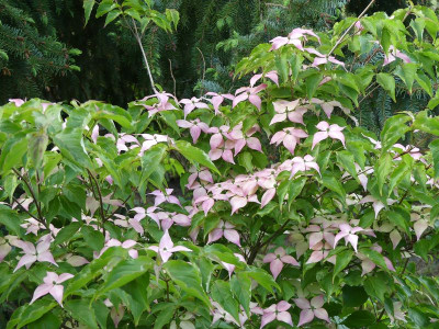 2022-05-31 Cornus 'Scarlet Fire'.jpg