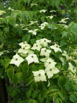 2022-05-28 Cornus cousa Sämling 2.jpg